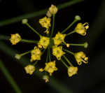 Yellow pimpernel